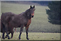 West Somerset : Grassy Field & Horse