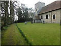 Daffodils in the churchyard of St Mary the Virgin, Thurnham