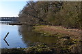 Shore at Gilbury Hard