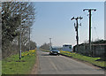 Foxton: daffodils beside Fowlmere Road