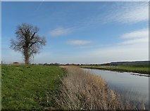 SK6793 : By The River Idle - near Newington Farm by Neil Theasby