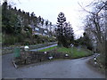 Monkey-puzzle trees in Abermule