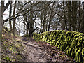 Path beside moss-covered wall