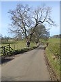 NY9766 : The road from Corbridge to Sandhoe by Oliver Dixon