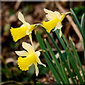 SO6924 : Narcissus pseudonarcissus, Wild Daffodil by Jonathan Billinger