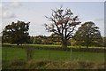 Trees, hedge and field