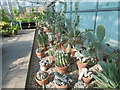 TQ5074 : Cacti in the greenhouse at Hall Place by Marathon