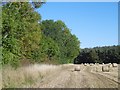 Round bales near Dalton