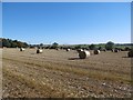 Round bales near Dalton