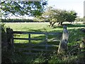 Grown out hedge, Stob Hill