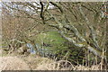 Woodland at Cairniehill Loch