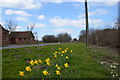 SK8092 : Daffodils by Walkerith Road by Julian P Guffogg