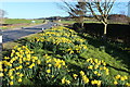 Daffodils at Lagganholm