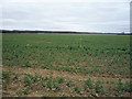 Oilseed rape crop off Station Road (B1085)