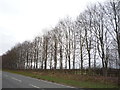 Trees beside the B1506 near Kentfrod