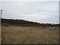 Farmland towards Little Papeley Wood