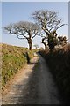 Bare winter trees