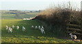 Lambs at Horslett