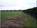 Crop field and hedgerow