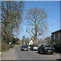 Histon: Station Road in early spring