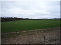 Young crop field near Hare Park