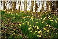 Wild daffodils by Tuns Lane, 1