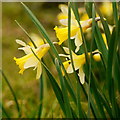 Narcissus pseudonarcissus, Bromsberrow Heath, 1