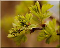 Young hawthorn leaves, Bromsberrow Heath