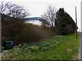 Daffodils alongside the pavement