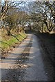 Tree enclosed road