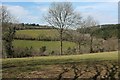 Field above the West Looe valley