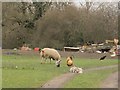 SJ7261 : Sheep and hens at Moston Manor by Stephen Craven