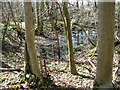 A small pond in Hethel Wood