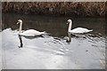 SE9107 : Pair of Swans on Bottesford Beck by Ian S
