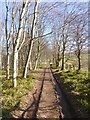 NT7671 : Path in Dunglass Dean by Oliver Dixon