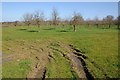 An orchard near Aston Subedge