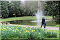 Daffodils in the Memorial Garden, Tring