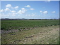 Crop field off Shillington Road