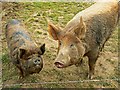 Sows, Home Farm, Kingston Lacy, Dorset