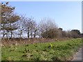 Daffodils on the wide verge of the A394 near Goldsithney