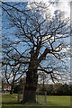 Large Oak Tree, Broomfield Park, London N13