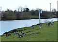 Canada geese on the Trent river bank