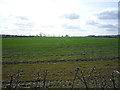 TL0530 : Crop field off Harlington Road by JThomas