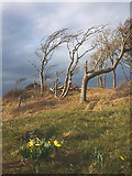 SD4573 : Wild daffodils on the Silverdale shore by Karl and Ali
