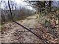 Footpath in Yarner Wood