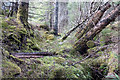 NH0147 : Fallen trees and moss in Achnashellach Forest by Doug Lee