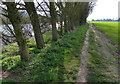 Tree lined Trent Valley Way