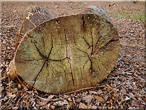 TQ1972 : Oak log, Ham Clump by Stefan Czapski