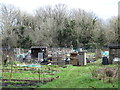 Allotments, Ickenham Green