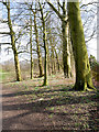 SD8204 : Heaton Park Dell near the Horticultural Centre by David Dixon